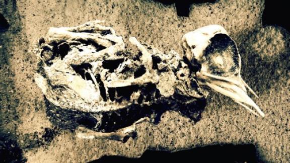 Machinalis Tarantulae - Diptyque