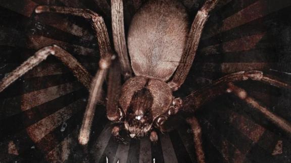 Hocico - Spider Bites